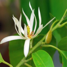 Michelia Alba Essential Oil