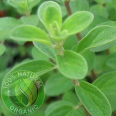 Marjoram Essential Oil Organic