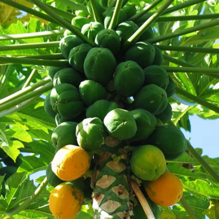 Papaya Seed Oil Virgin