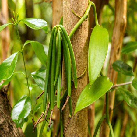 Vanilla Absolute Oil Organic