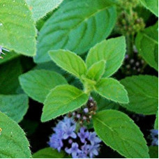 Cornmint Essential Oil (INDIA)