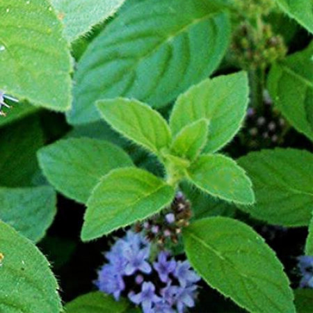 Cornmint Essential Oil (INDIA)