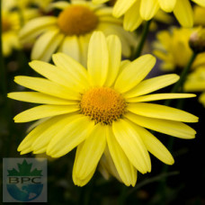 Arnica Herbal Oil 