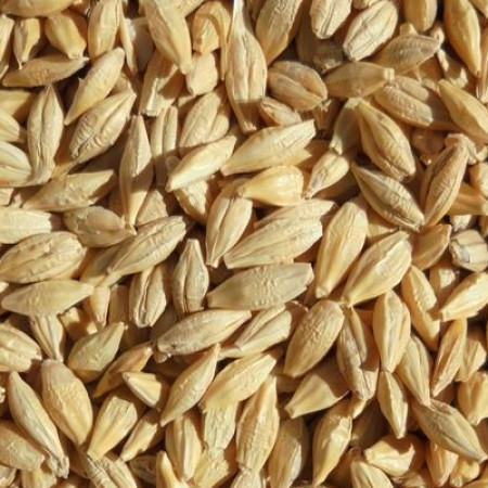 BARLEY (JHAV)