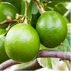 Bergamot Essential Oil (Bergaptene Free)