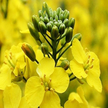 Camelina Seed Oil Virgin