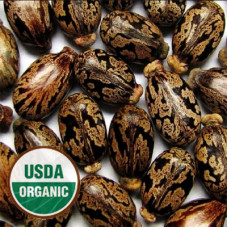 Castor Seed Oil ORGANIC