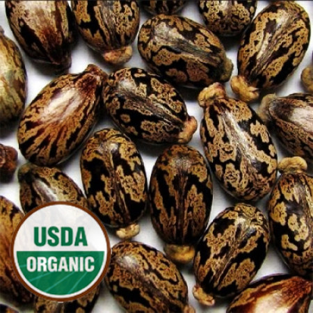 Castor Seed Oil ORGANIC