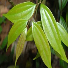 Cinnamomum Subavenium Extract