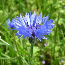 Cornflower Hydrosol Water (CANADA)