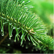 Fir Needle Essential Oil