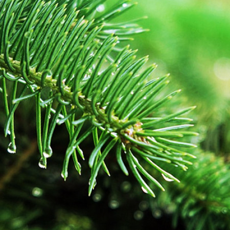 Fir Needle Essential Oil