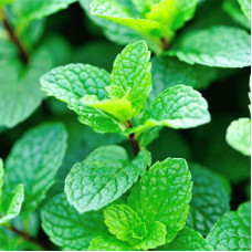 Fresh Mint Fragrance Oil