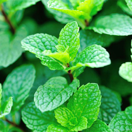 Fresh Mint Fragrance Oil