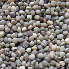 GUAR GUM SEED WHOLE