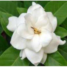 Gardenia Flower Absolute Oil