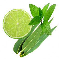 Mint And Eucalyptus Fragrance Oil