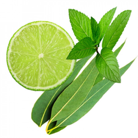 Mint And Eucalyptus Fragrance Oil