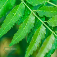 Neem Oil Water Soluble