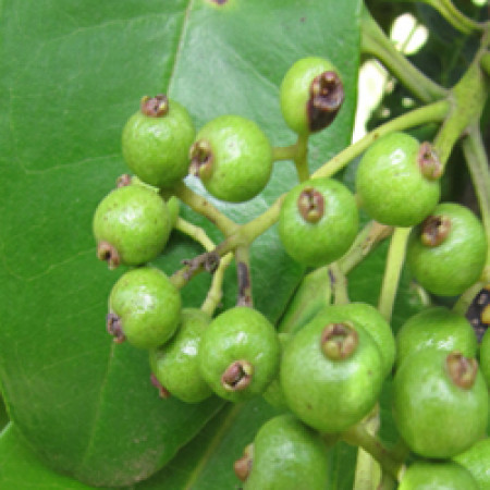 Allspice Essential Oil (GRENADA)