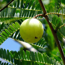 Amla Oil