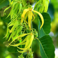 Ylang Ylang Essential Oil 3