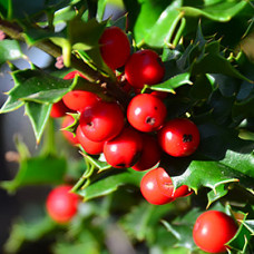 Wintergreen Essential Oil