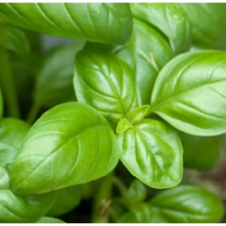 Basil Essential Oil 