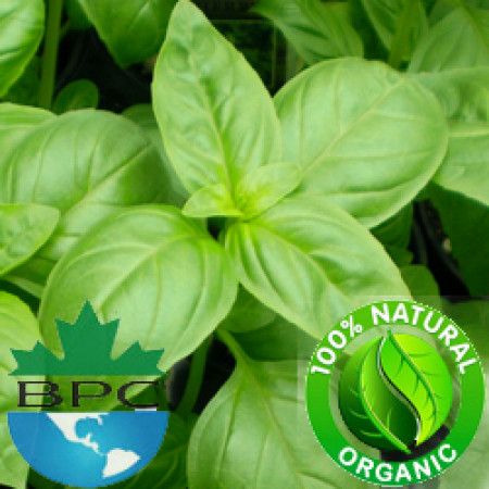 Basil Essential Oil ORGANIC