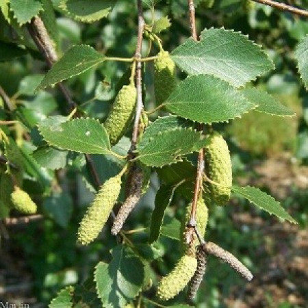 Birch Tar Floral Water