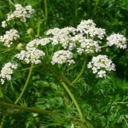 Caraway Seed Essential Oil