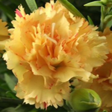 Carnation Absolute Oil