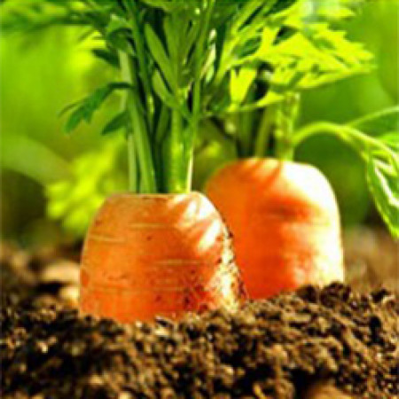 Carrot Seed Essential Oil ORGANIC