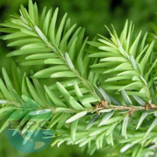 Cedar Wood Essential Oil (Morocco)