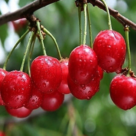 Cherry Kernel Oil (ITALY)