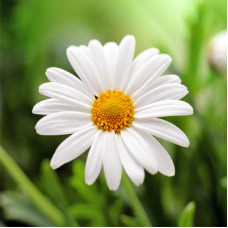 Chamomile Essential Oil (Morocco)