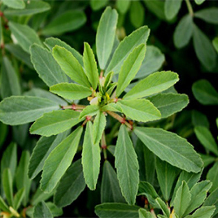 Fenugreek Essential Oil (India)