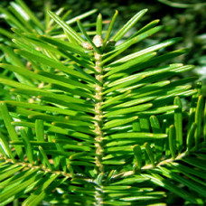 Fir Balsam Essential Oil (Canada)