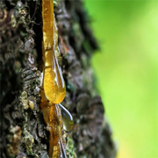 Frankincense Essential Oil (India)