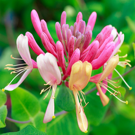 Honeysuckle Attar