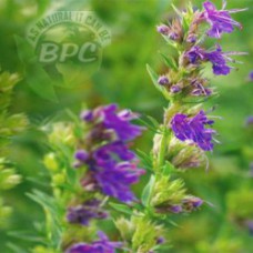 Hyssop Essential Oil ORGANIC