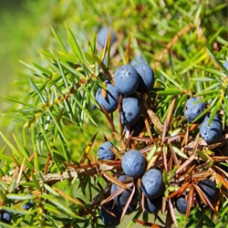 Juniper Berry Oil (Slovenia)