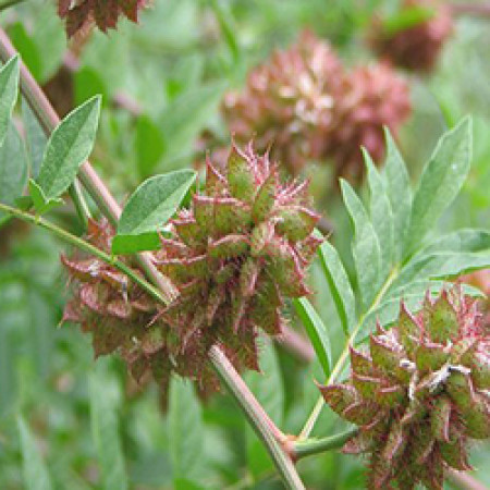 Licorice Root Oil 