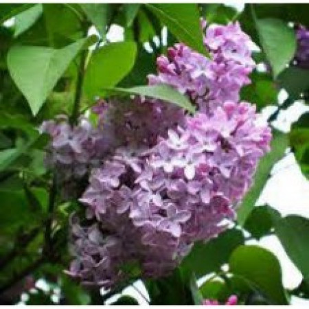 Lilac Floral Water