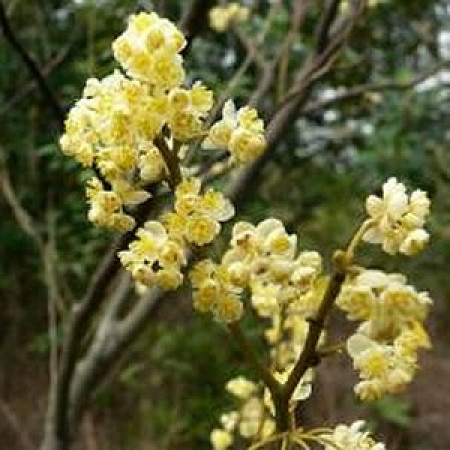 Cubeb Floral Water