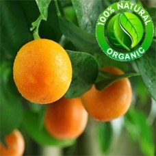 Orange Sweet Essential Oil Organic