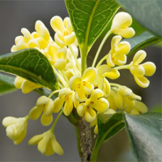 Osmanthus Attar