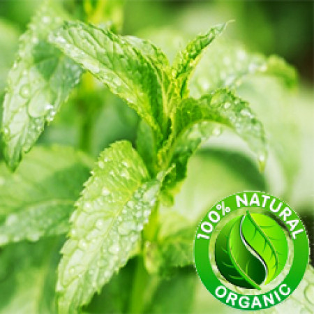 Peppermint Essential Oil Organic