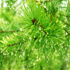 Pine Needle Essential Oil