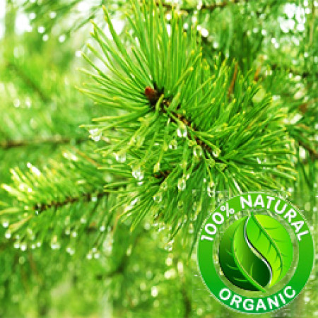 Pine Essential Oil Organic